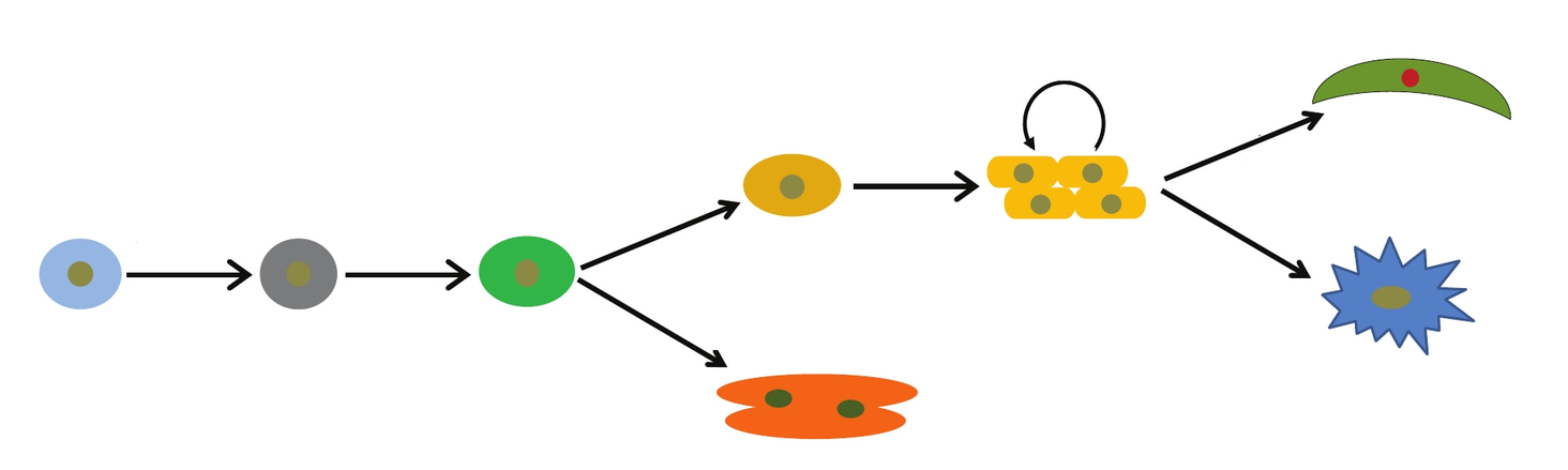 Making cells that protect the heart