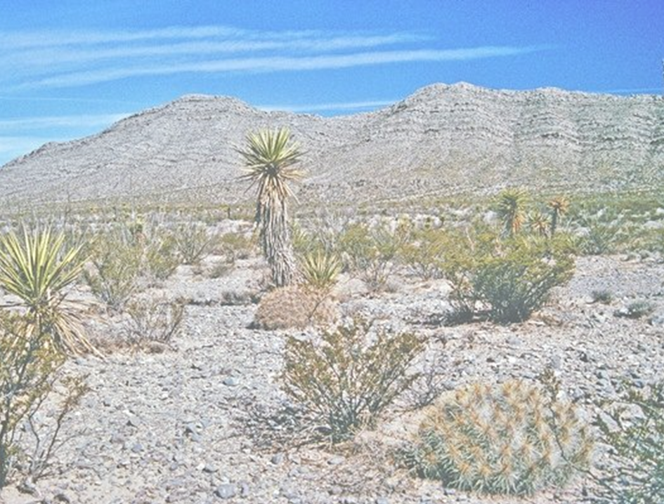 Aridity decreases soil micronutrient availability in global drylands