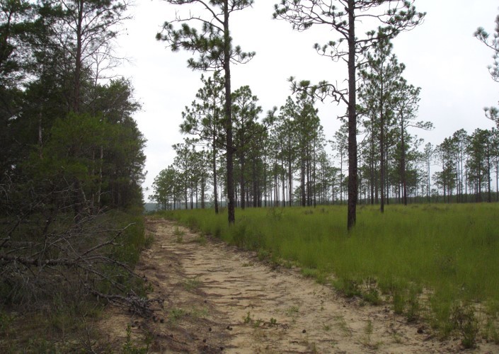 Investment in protected area management is often a better option than expanding protected areas