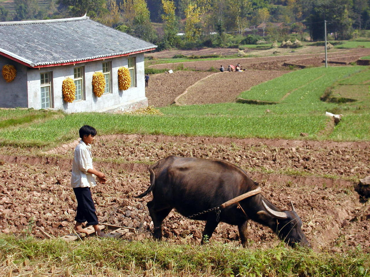 Links between emerging infectious diseases and global food production
