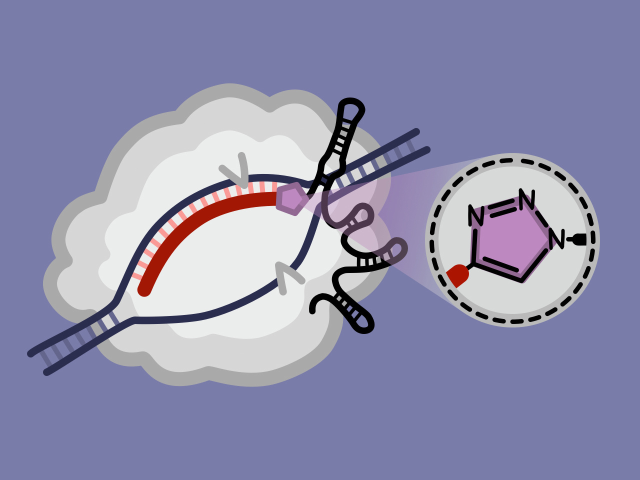 ‘Split-and-Click’ sgRNA