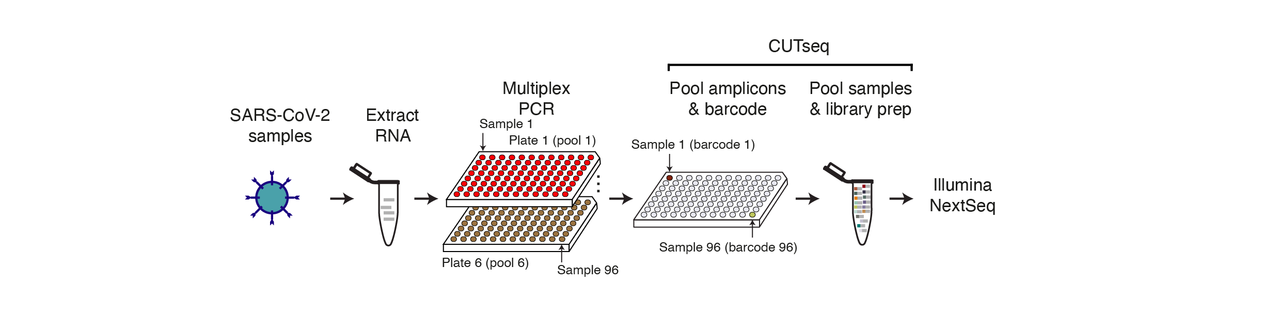 Genomic surveillance of SARS-CoV-2 made easy and cost-effective