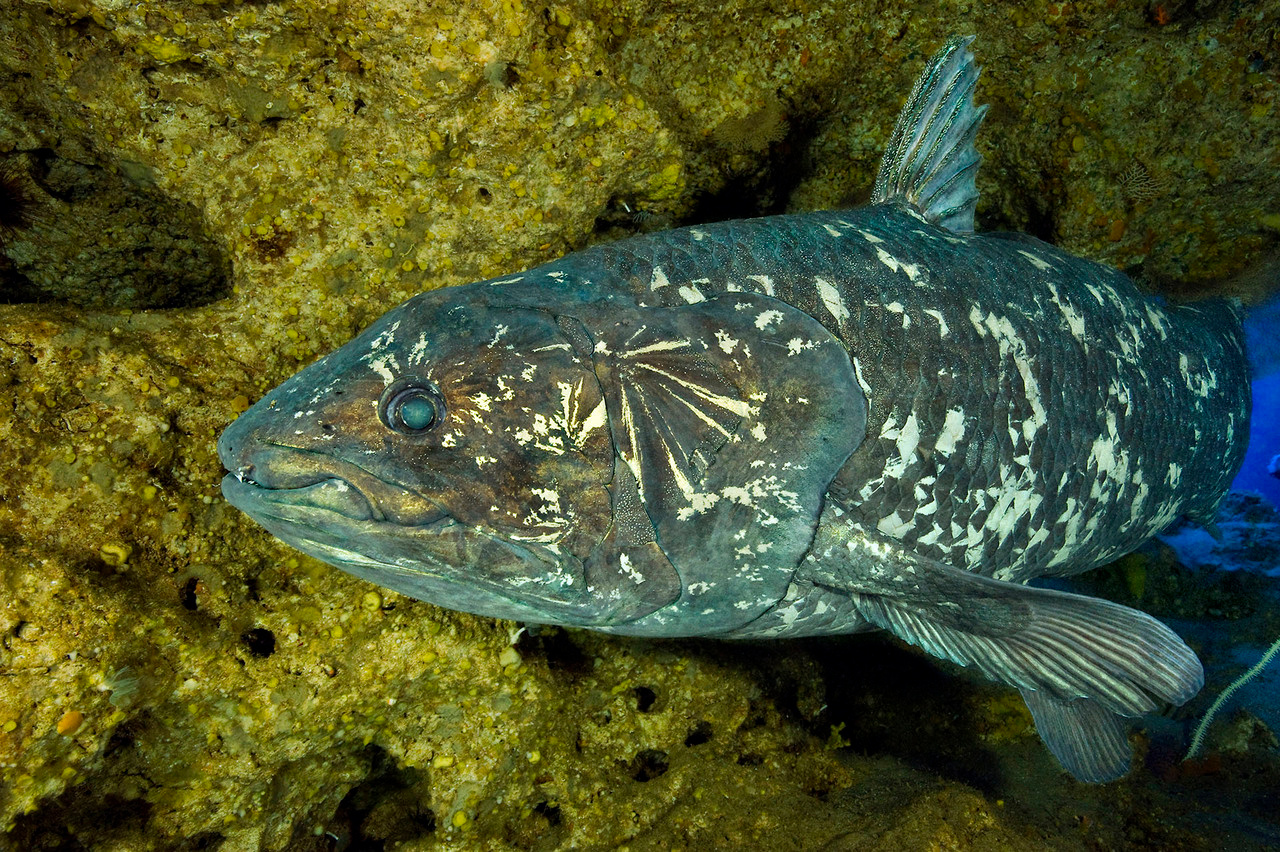 New insights into the old four legs: unveiling the development of the coelacanth’s skull and brain