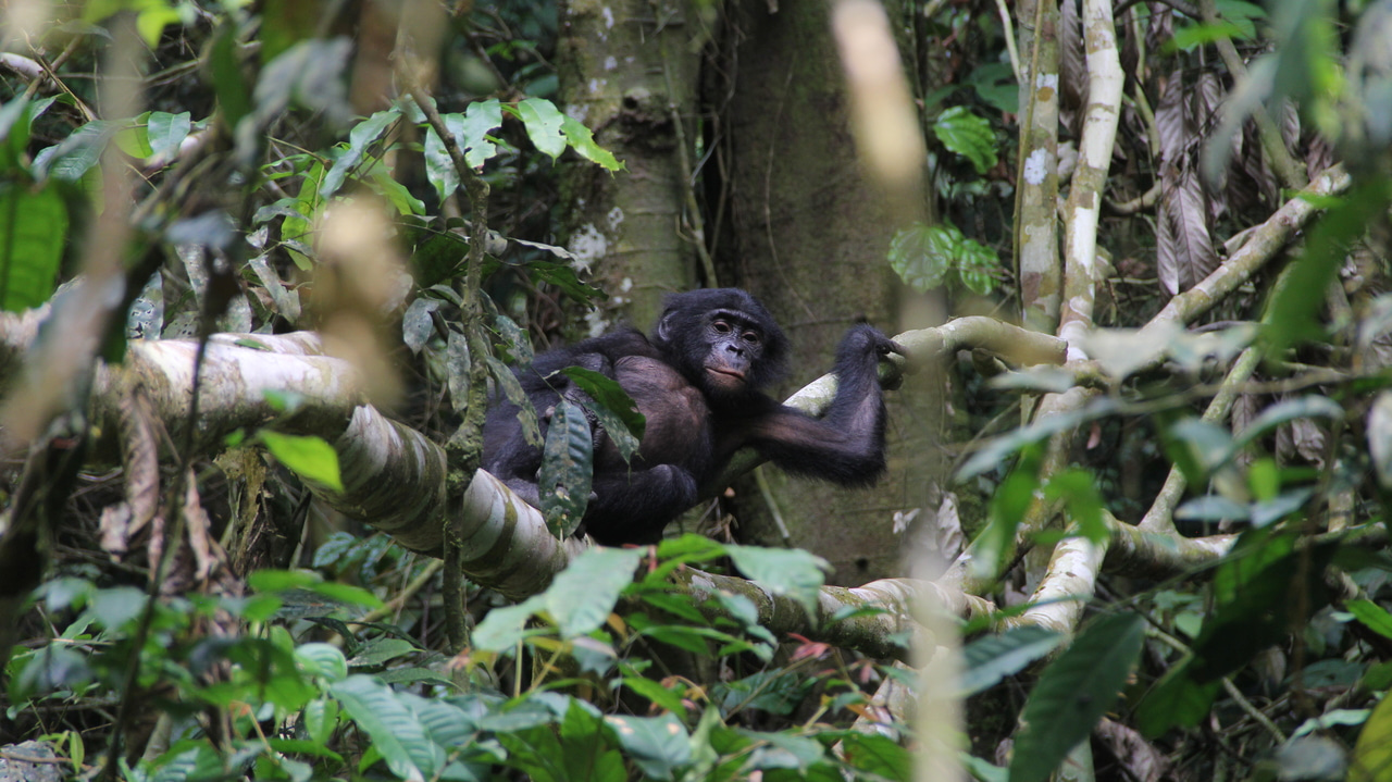The ghost ape in bonobos