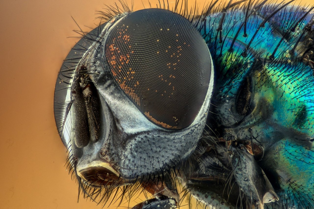 Podcast: Flies sleep like babies