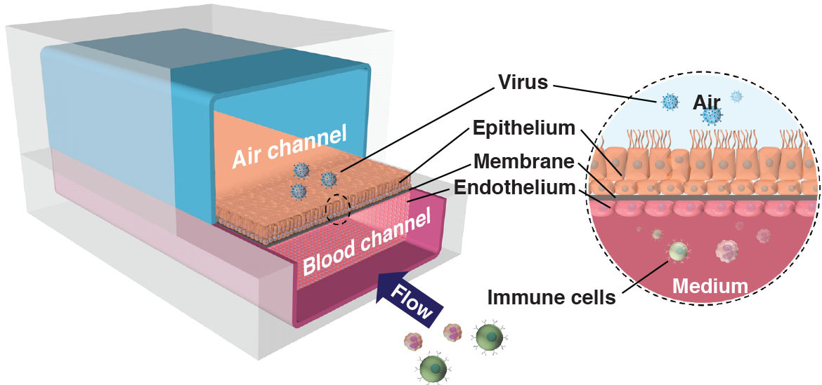 Pivoting to confront the COVID-19 challenge using Organ Chip technology 