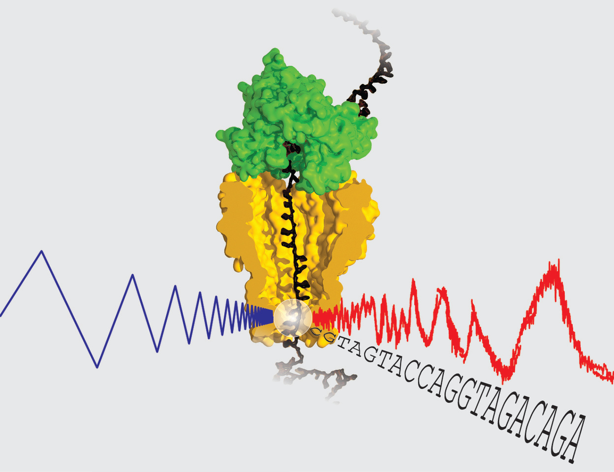A New Approach to High Accuracy Nanopore Sequencing