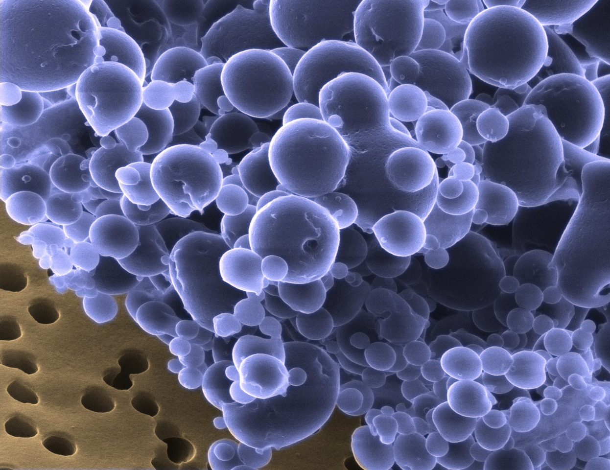 Candidatus Argoarchaeum ethanivorans – a decade-old quest for an anaerobic ethane degrader