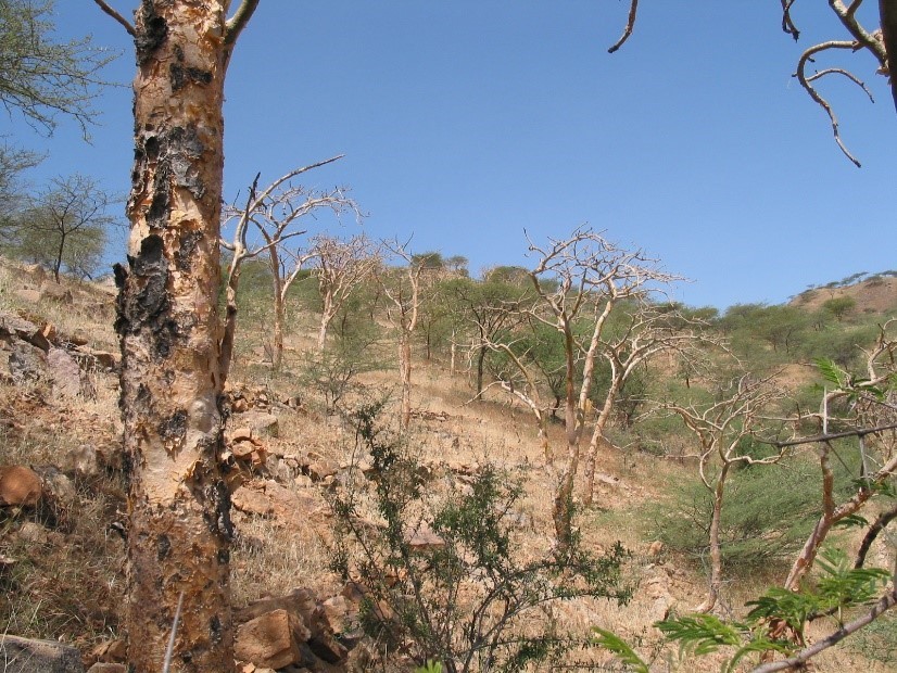 Frankincense in peril