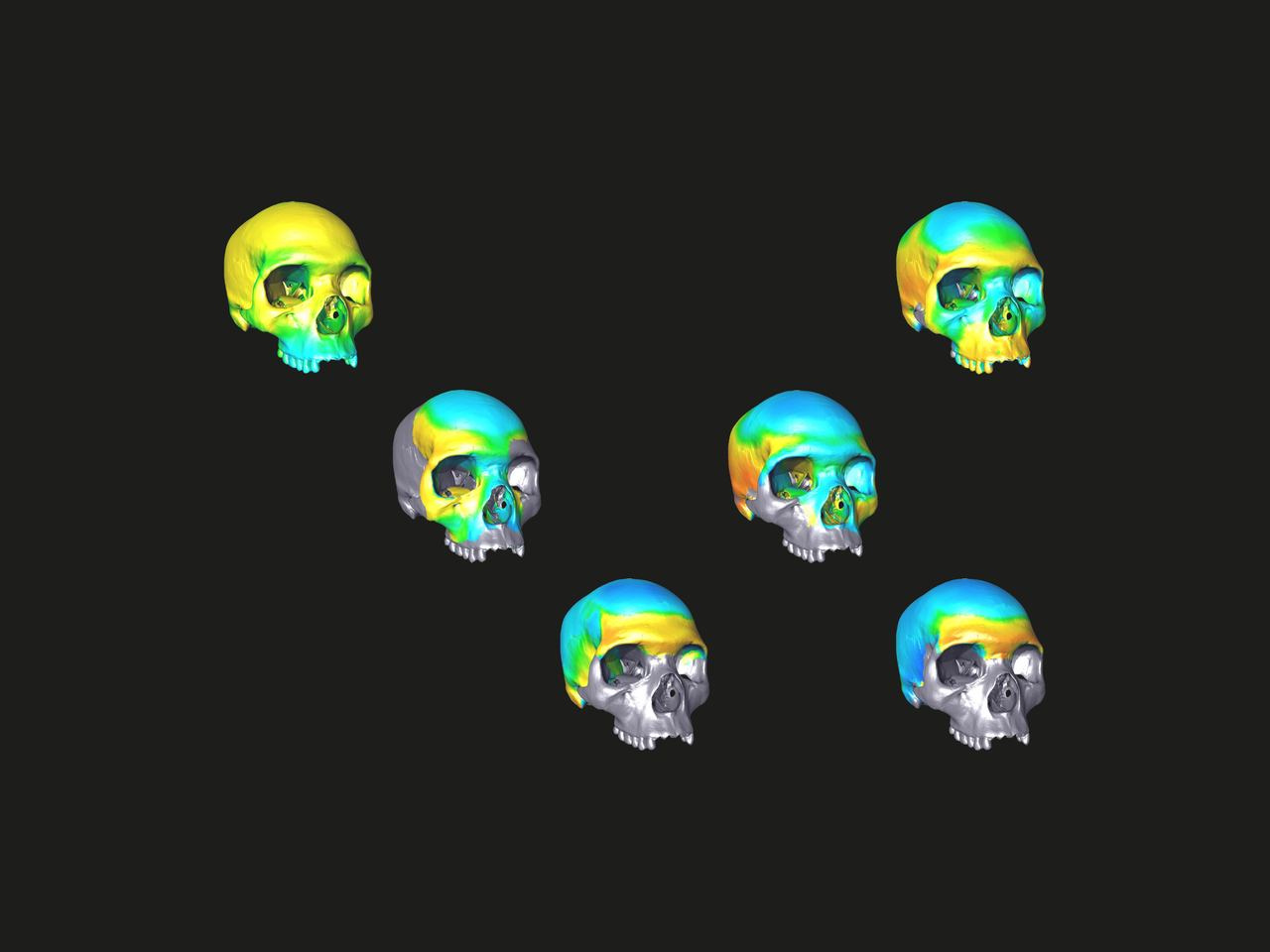 Modelling ancestral morphologies to understand the origin of our species