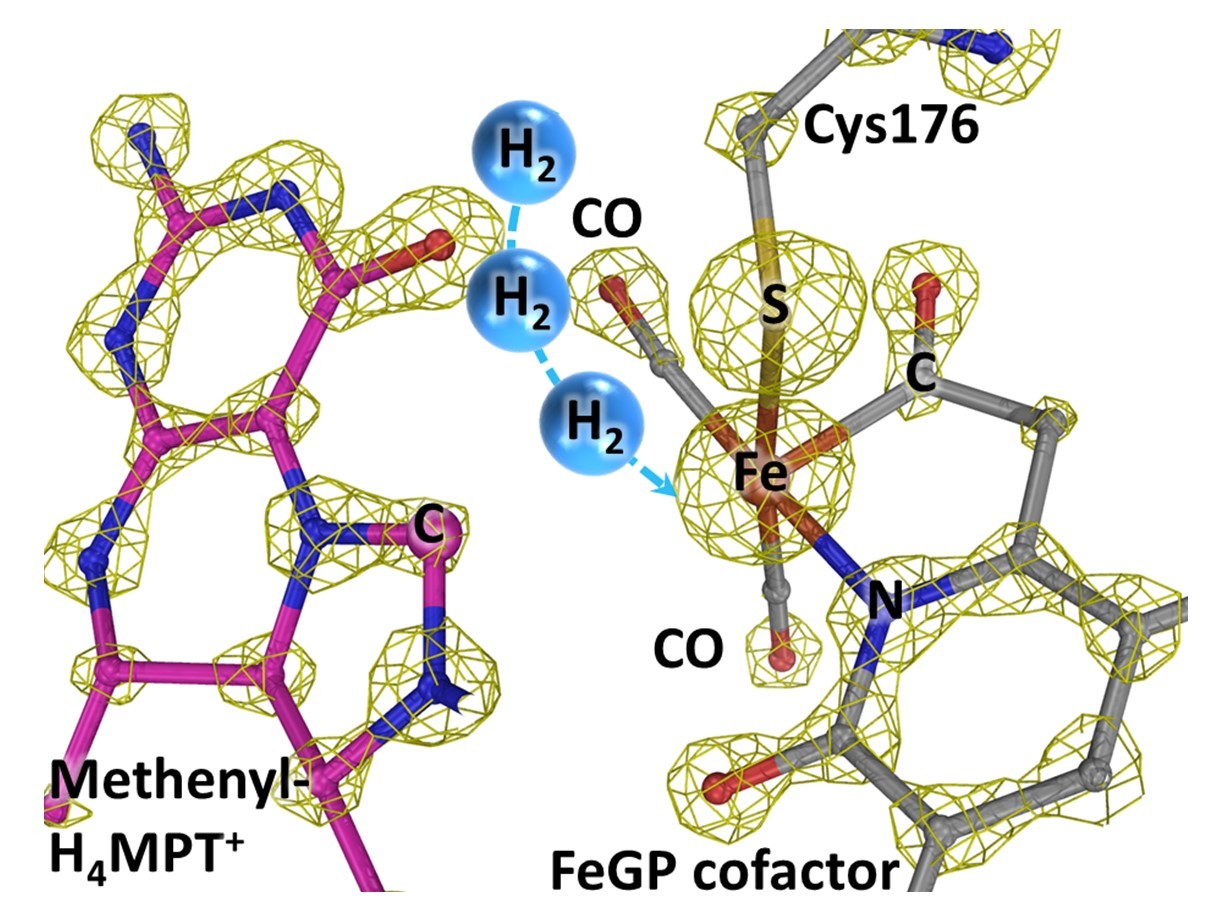 Activated [Fe]-hydrogenase structure