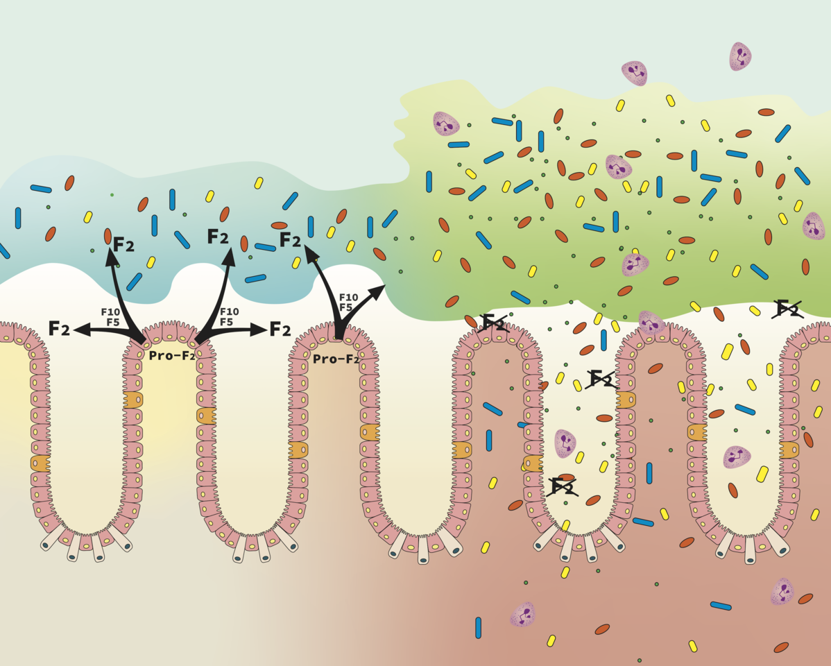 Epithelial Thrombin Shields Host Tissues From Microbiota Biofilms
