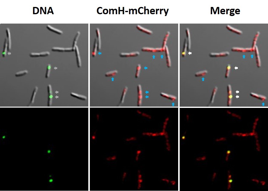 Handling the foreign DNA through Helicobacter pylori periplasm