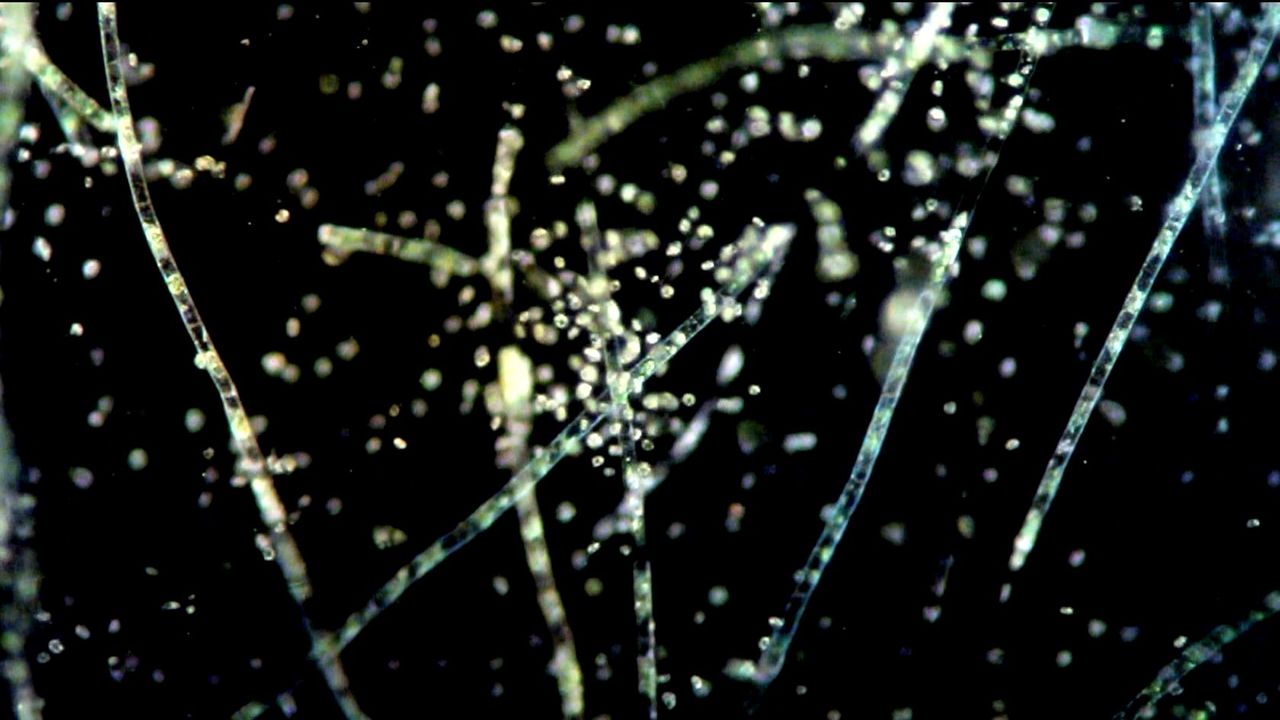 A new microbial swimming style