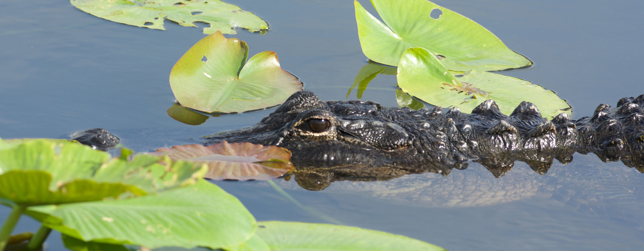 The evolution of digits and the origin of the bird wing