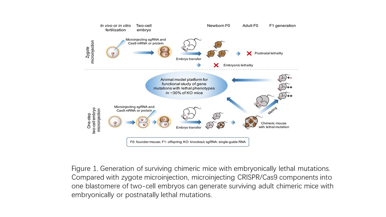 Generating viable mice with heritable embryonically lethal mutations using the CRISPR/Cas9 system in two-cell embryos