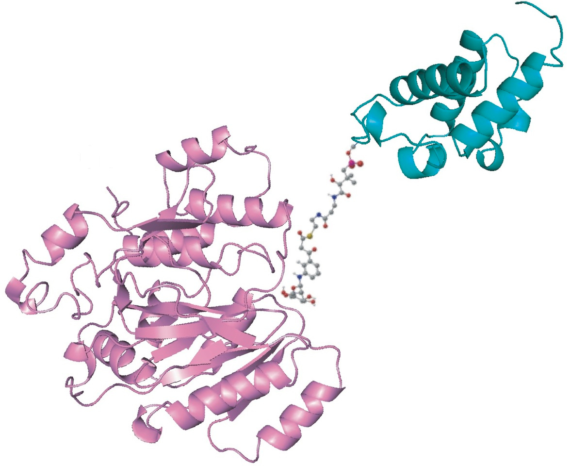 From Drug Discovery to Biosynthetic Studies of Pactamycin