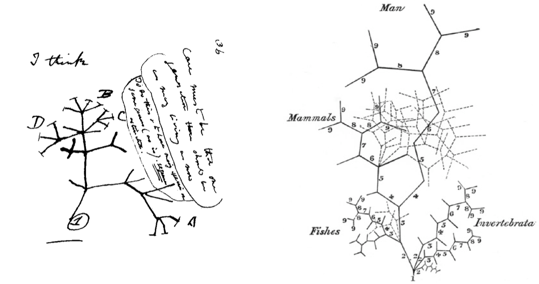 Understanding evolution by studying development