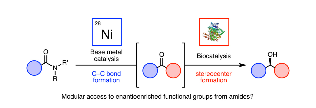From Group Meeting to the Bench: A chemoenzymatic approach to enantioselective transformations of amides. 