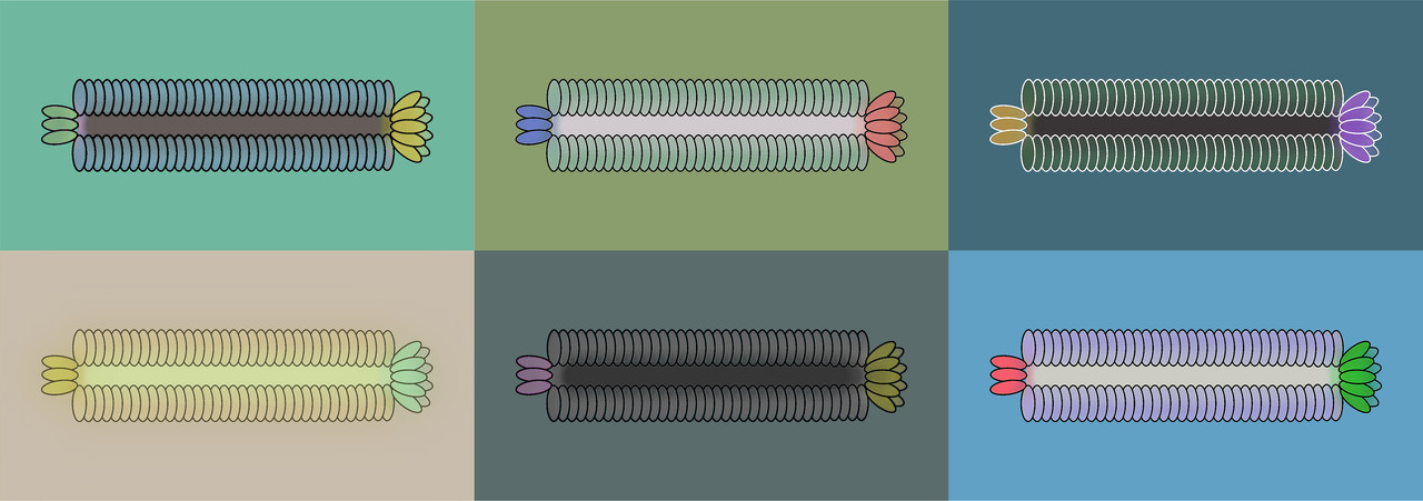 Expanding inovirus diversity: the rise of the small and inconspicuous