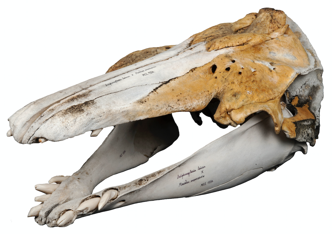 The crown, not the root! On teeth and dentition in Narluga, the hybrid son of a narwhal mum and a beluga dad
