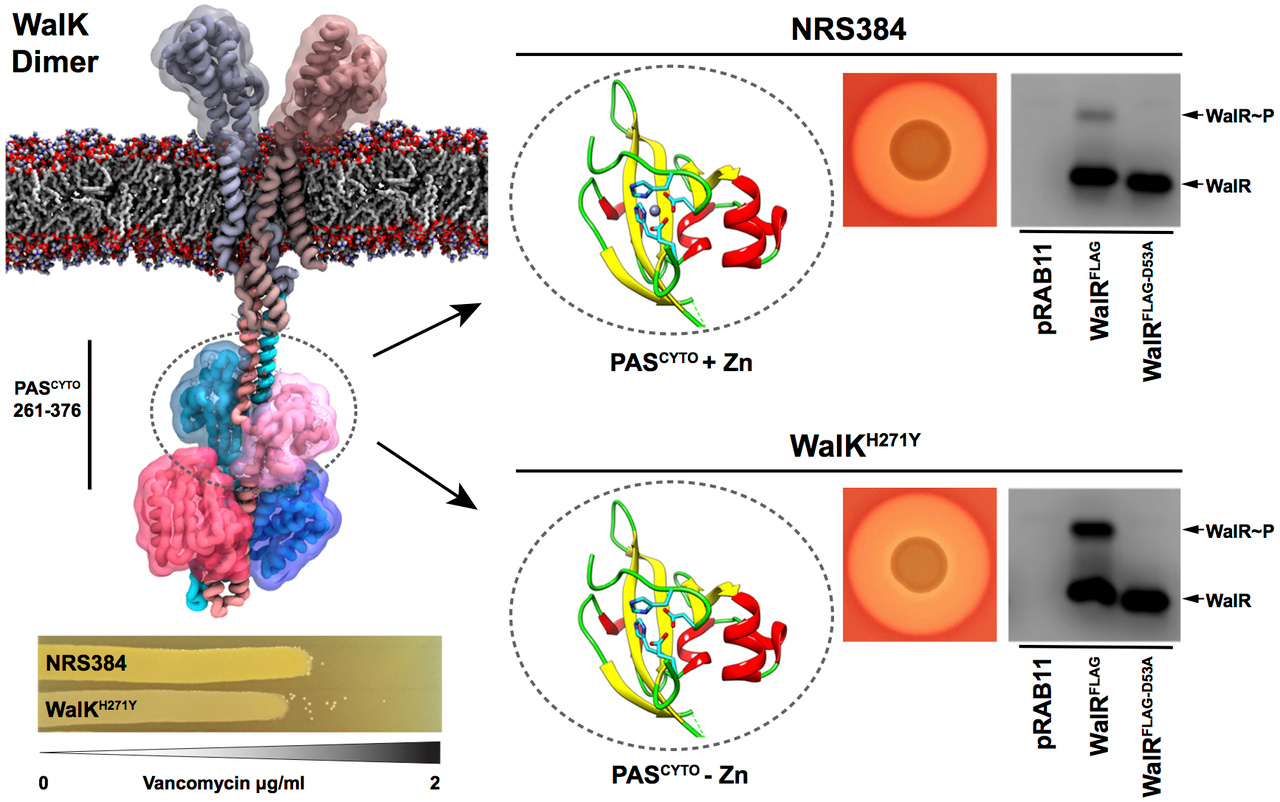 Metalloregulation of the essential WalK histidine kinase - sometimes you just get lucky