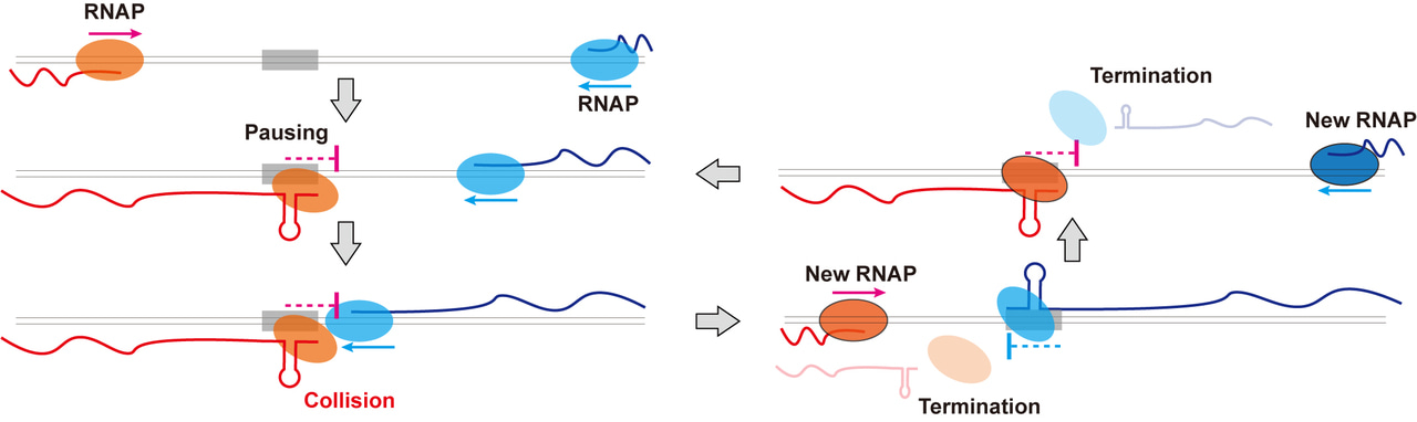 Bacterial transcription machines stop their operation by colliding into each other