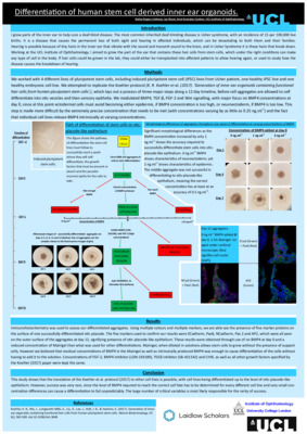  Differentiation of Human Stem Cell Derived Inner Ear Organoids