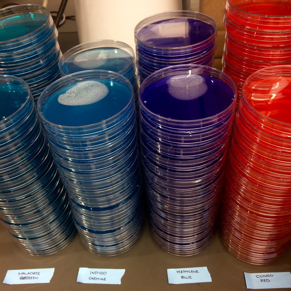 Quantifying the uncultureds