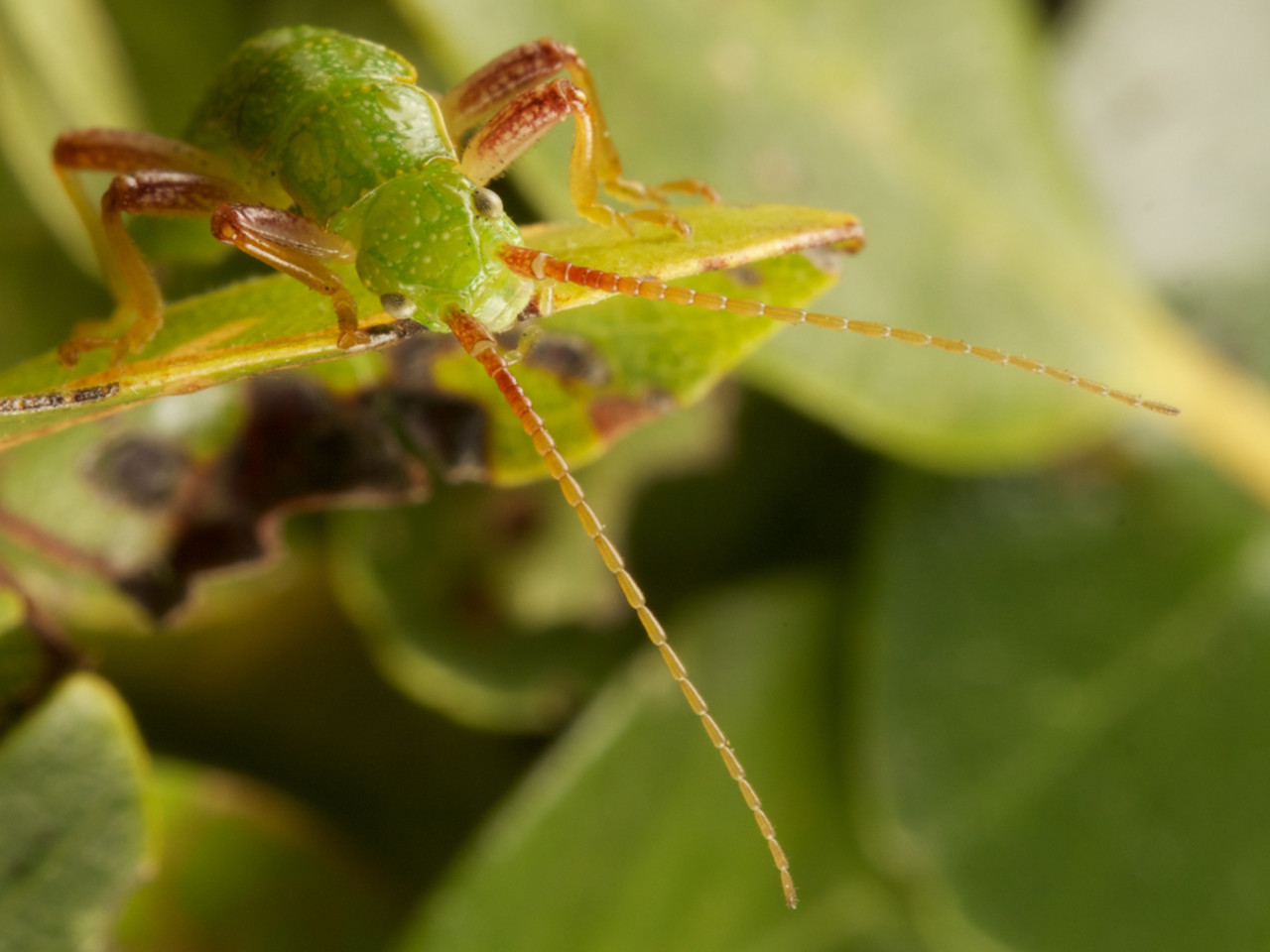 Ecological and genomic insights into stick insect speciation