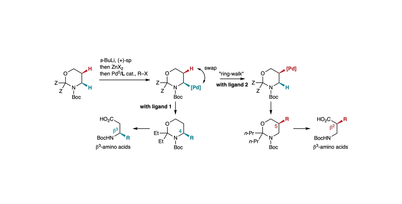 A new approach to beta-amino acids via enantiospecific ring-walking