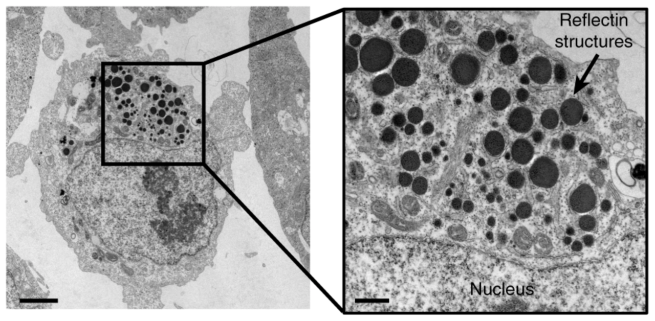 Changing the Transparency of Human Cells