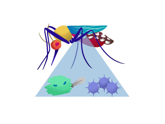 Will mosquito vectors evolve resistance to an emerging bacterial biocontrol agent?
