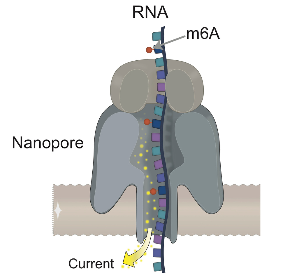 Measuring RNA modifications in native RNA molecules