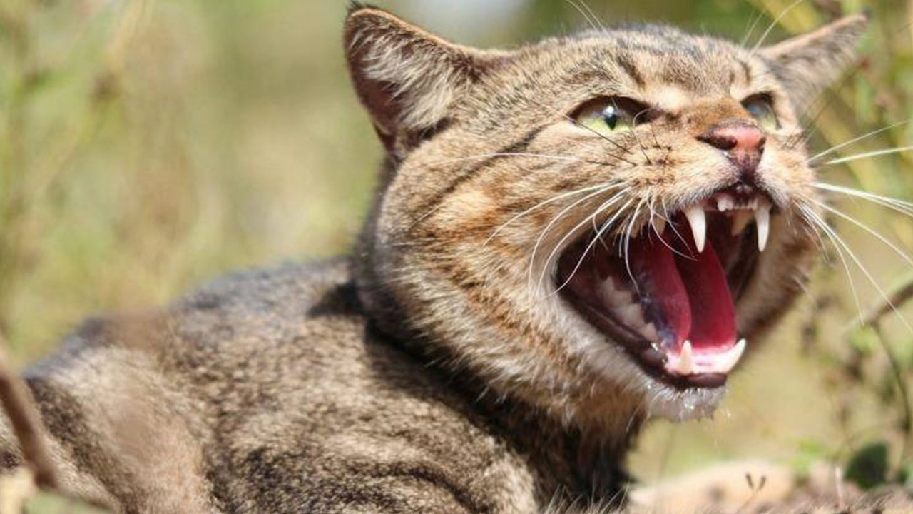 How many mammals are killed by cats in Australia, and why do we need to know?