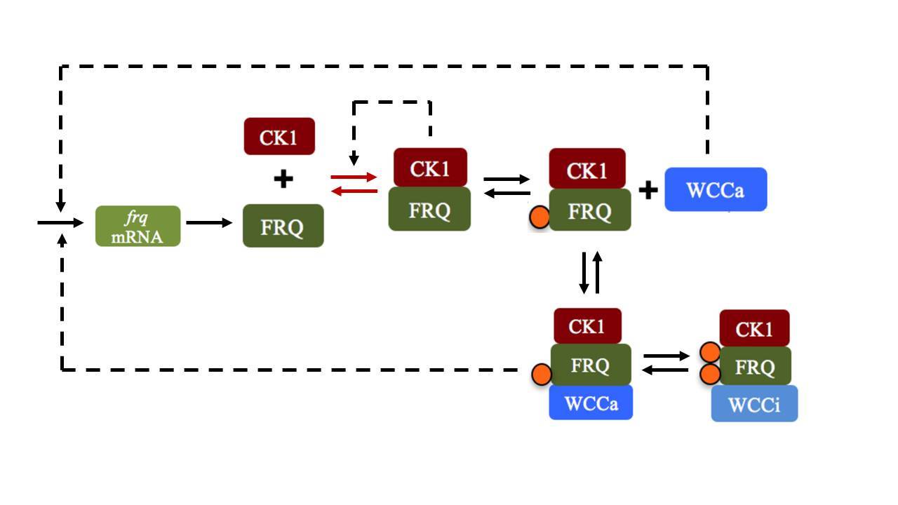 Setting the pace of circadian clocks