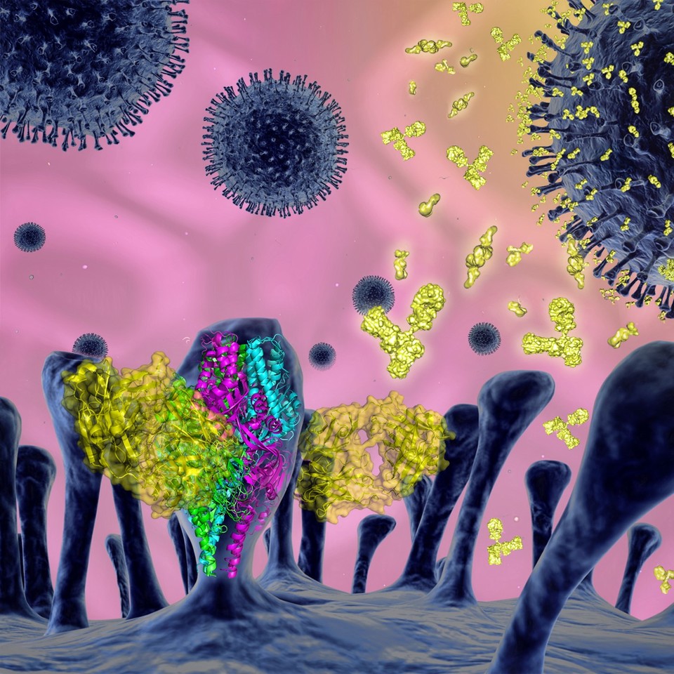 RSV F protein: An attractive target for therapeutic intervention