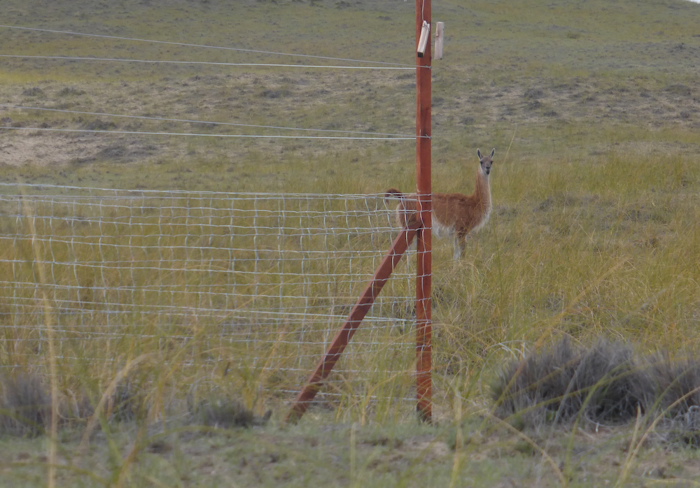 Can herbivores keep up in a human-dominated world?