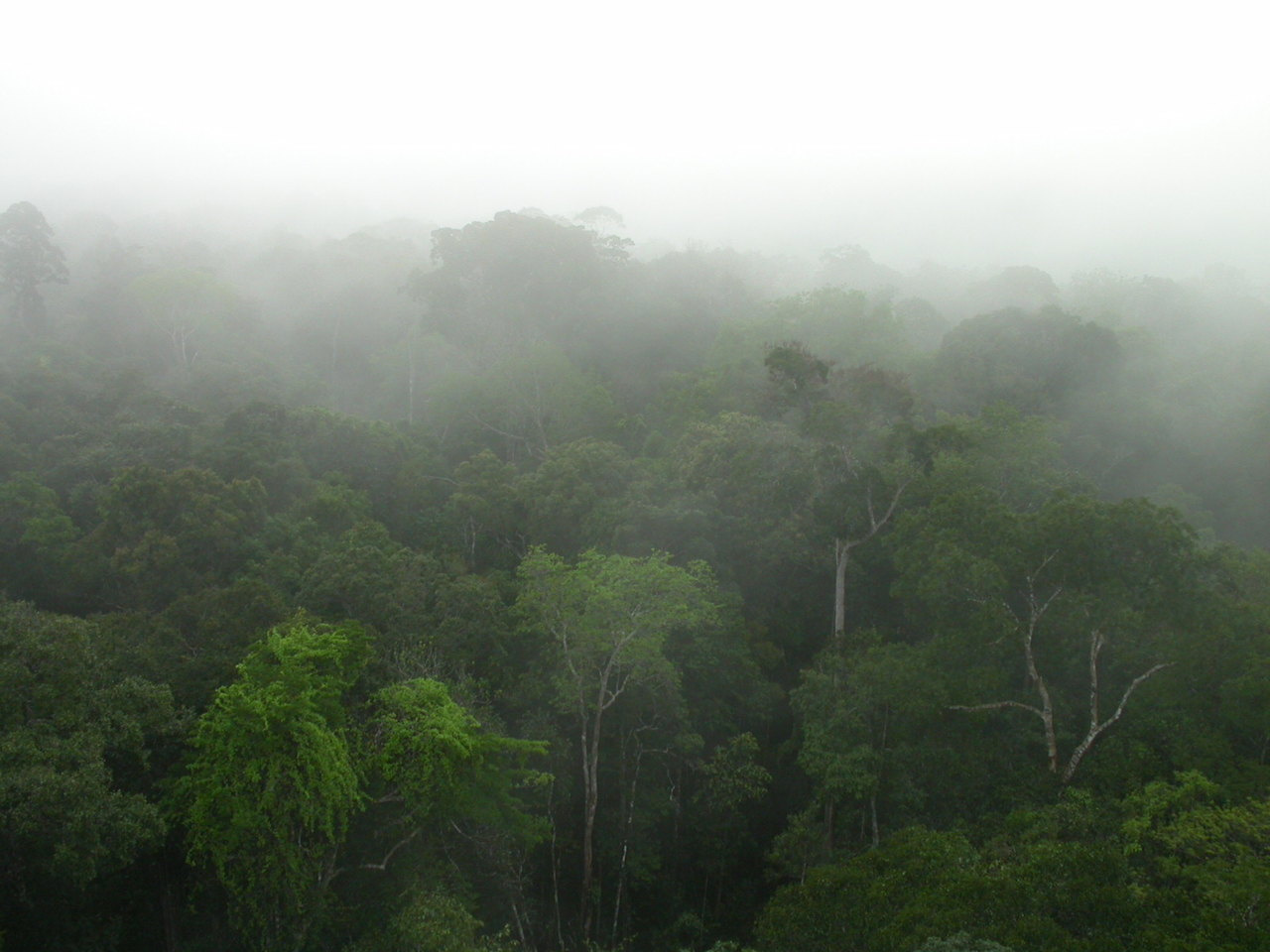 How many species of tree inhabit the Amazon?