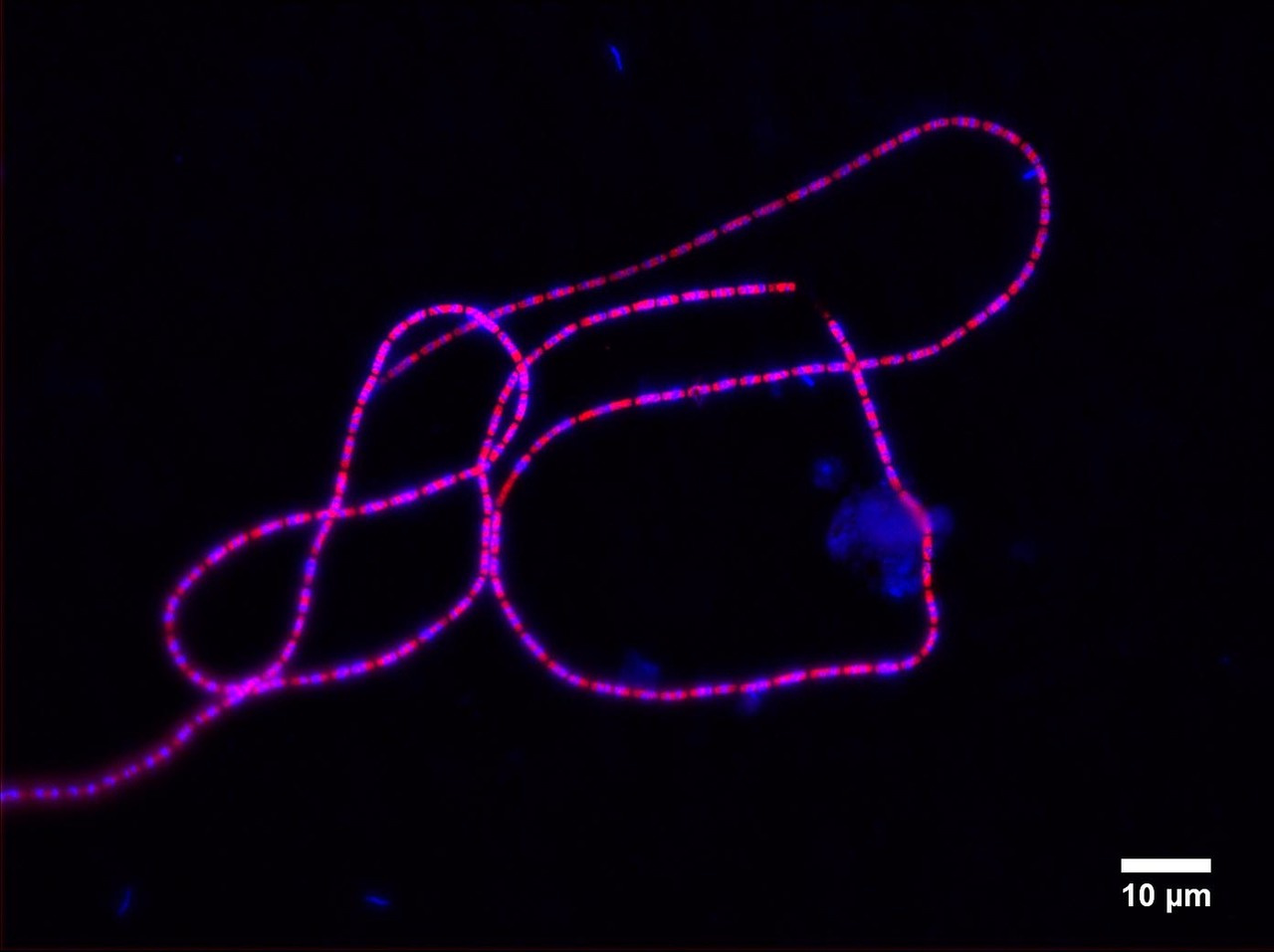 Cable bacteria: Living electrical wires with record conductivity
