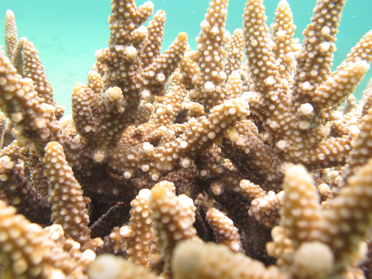 Dead corals don't spawn