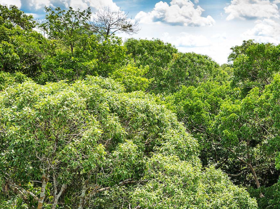 Schrödinger's cat lives, in a forest flux