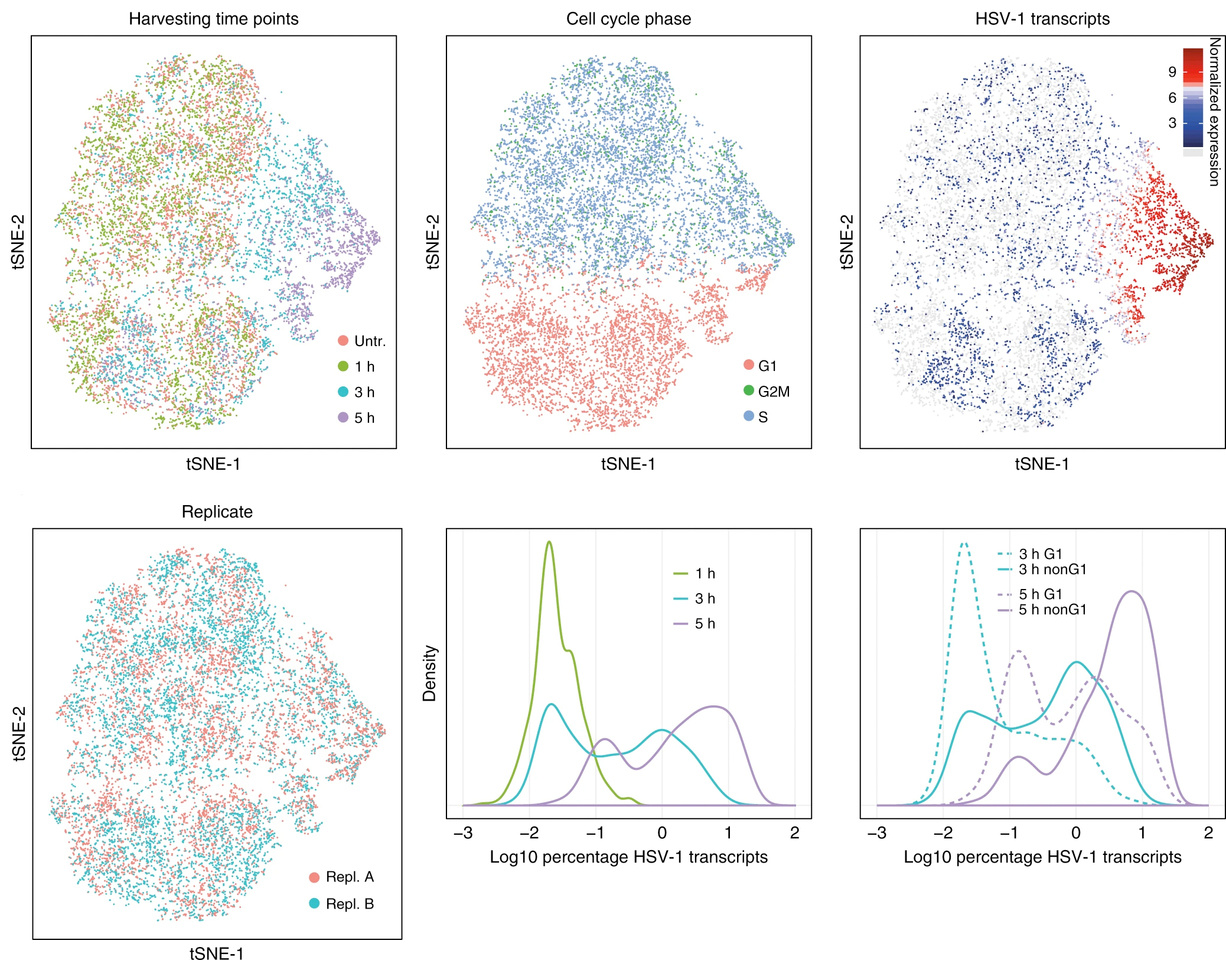 Studying Herpes Simplex Virus Infection, Cell By Cell