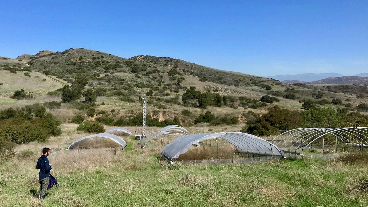 Microbial strategies for drought tolerance