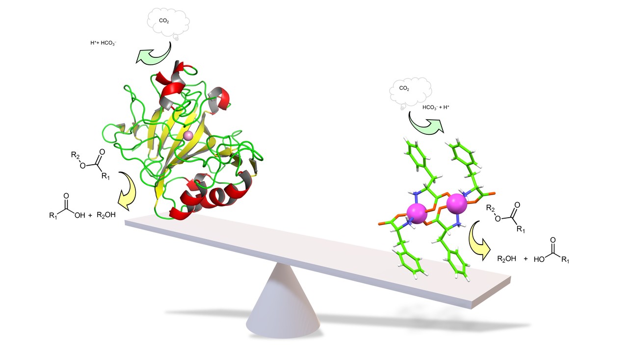 Small but Mighty: De novo Design of a Minimalistic Nonproteinaceous Hydrolase