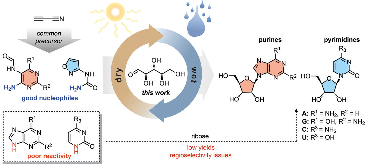 Purines and Pyrimidines: Structure out of Soup