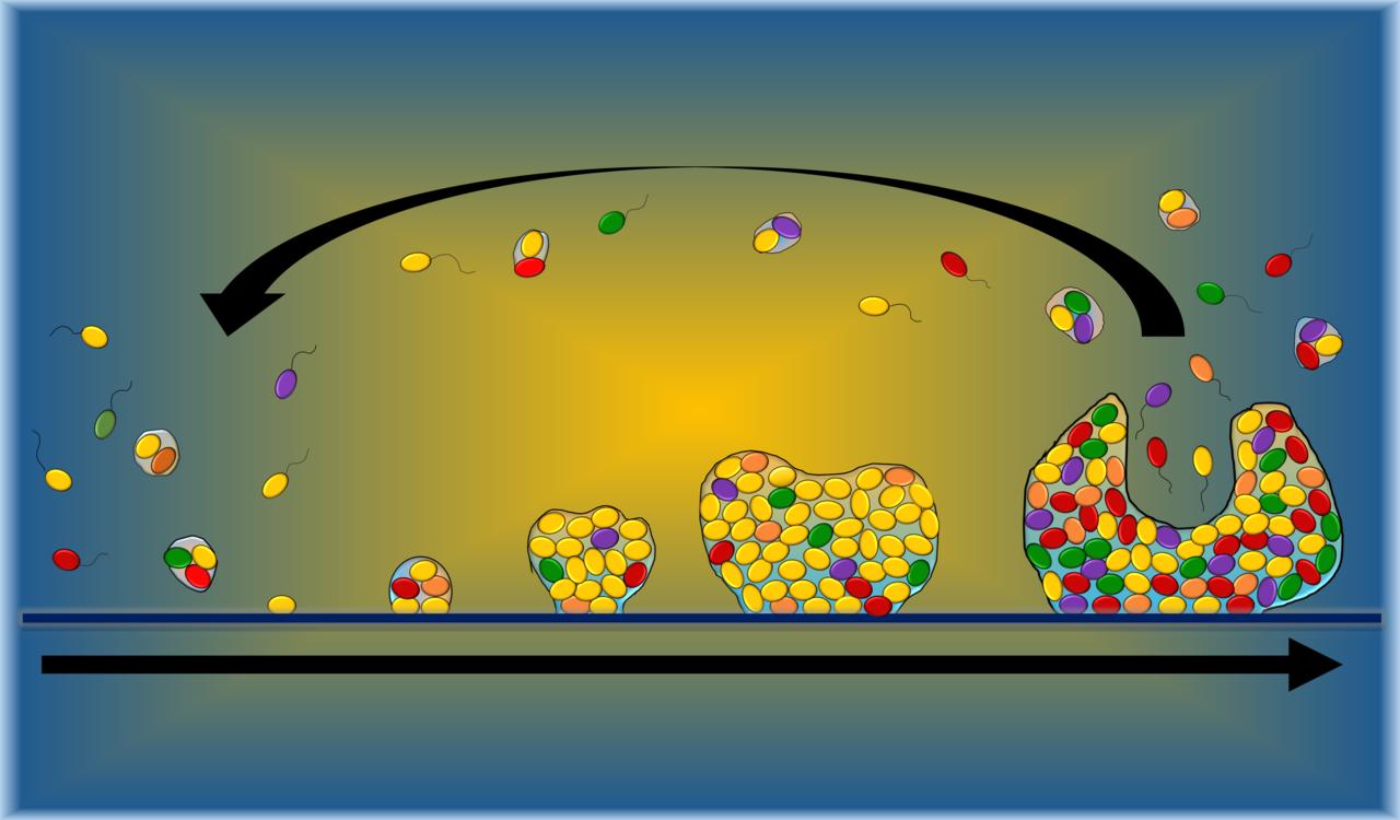 You may never think about microbes and biofilms the same way again