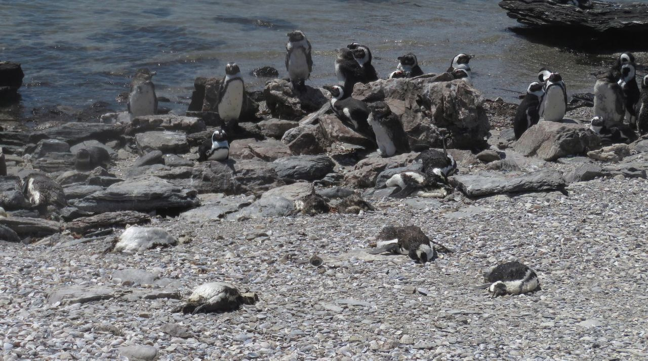 African countries and their European collaborators: together in the fight against bird flu