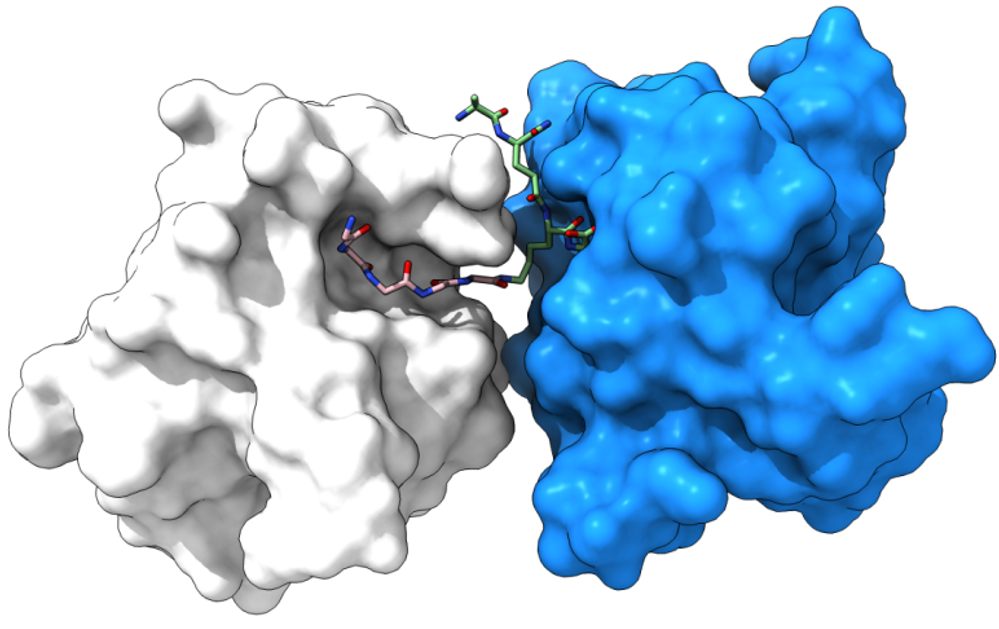Two-site recognition of Staphylococcus aureus peptidoglycan by lysostaphin SH3b
