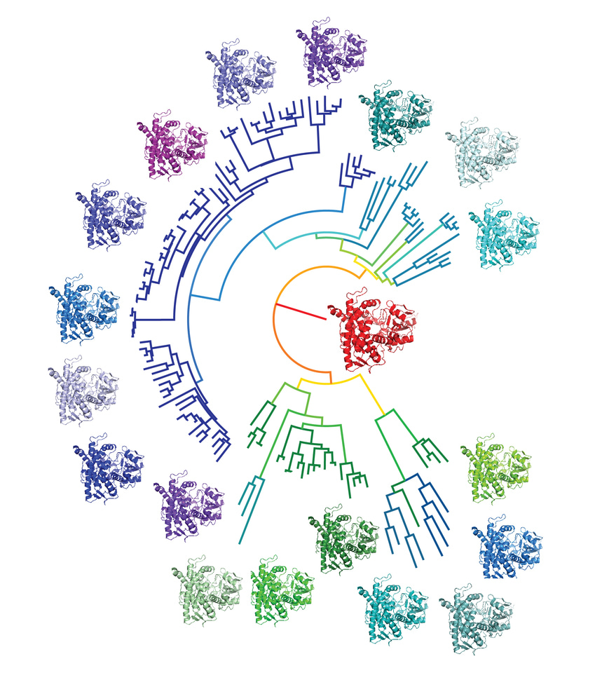Jurassic Park in the chemical world – reconstructing ancient proteins to design optimal biocatalysts for the future.